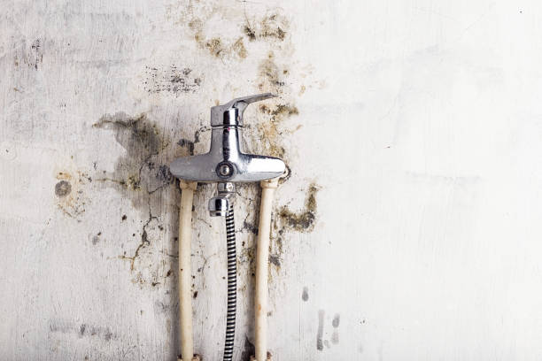 Best Home Mold Removal  in Red Wing, MN