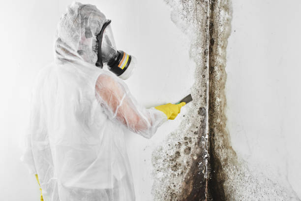 Best Certified Mold Removal  in Red Wing, MN
