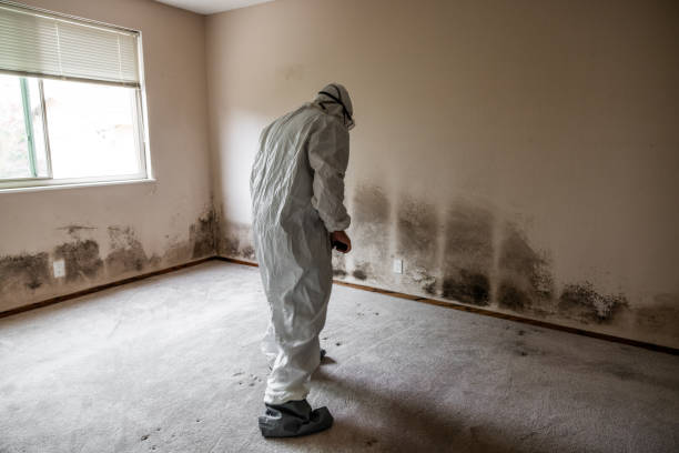 Best Toxic Mold Removal  in Red Wing, MN